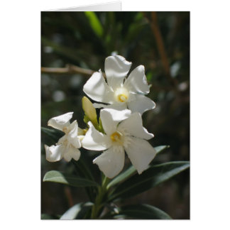 Unknown flower, Death Valley