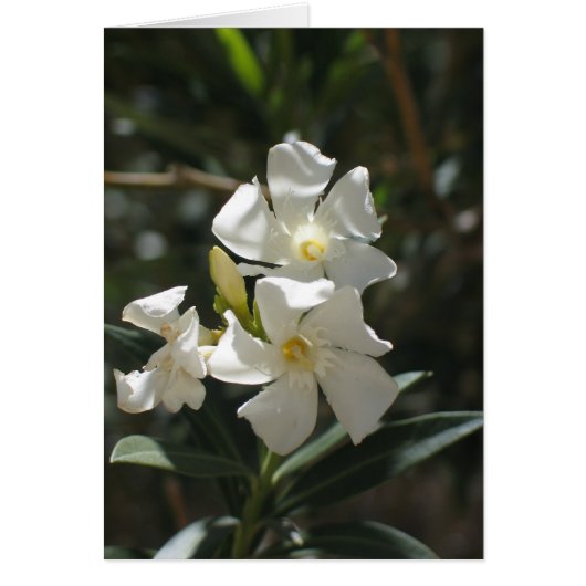 Unknown flower, Death Valley (Front)