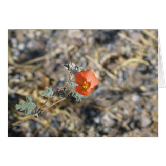 Unknown flower, Death Valley National Park Cards