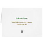 Unknown flower, Death Valley National Park Cards (Back Horizontal)