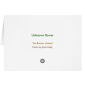 Unknown flower, The Burren, Ireland (Back Horizontal)