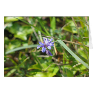 Unknown flower, The Burren, Ireland Cards
