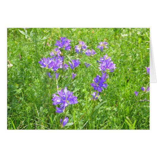 Unknown flowers, Alpe di Siusi, Italy (Front Horizontal)