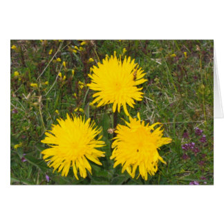 Unknown flowers, Alpe di Siusi, Italy