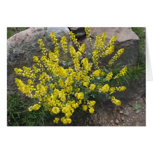 Unknown flowers, Alpe di Siusi, Italy Cards (Front Horizontal)