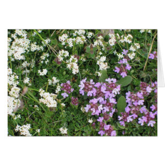 Unknown flowers cards