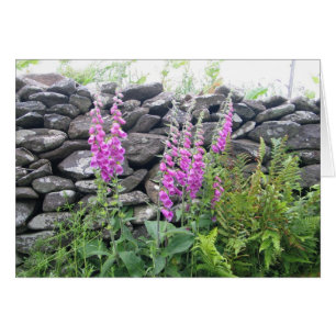 Unknown flowers, Dingle Peninsula, Ireland Cards