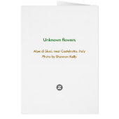 Unknown flowers in Alpe di Siusi, Italy (Back)