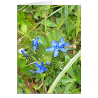Unknown flowers in Alpe di Siusi, Italy