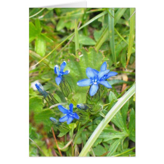 Unknown flowers in Alpe di Siusi, Italy (Front)