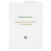 Unknown flowers in Sequoia National Park Cards (Back)