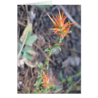 Unknown flowers in Sequoia National Park Cards