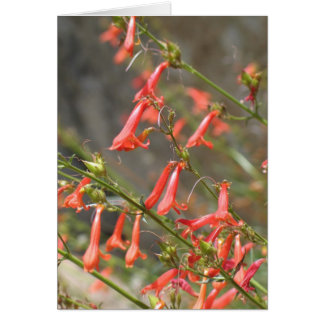 Unknown flowers, Kings Canyon/Sequoia Cards
