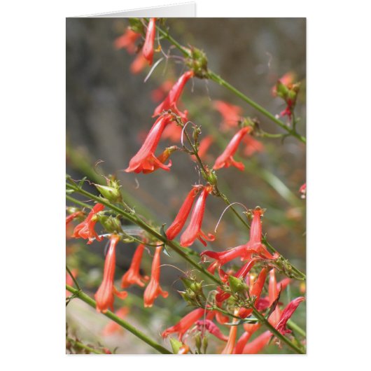 Unknown flowers, Kings Canyon/Sequoia Cards (Front)