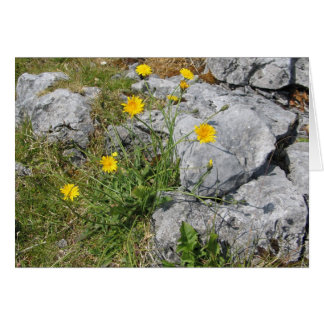 Unknown flowers, The Burren, Ireland Cards