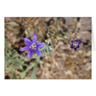Unknown flowers, Yosemite National Park
