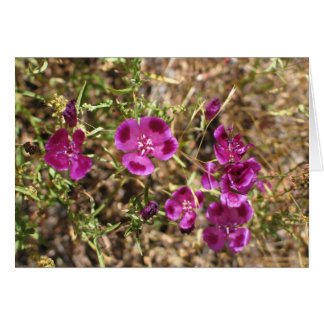 Unknown flowers, Yosemite National Park Cards
