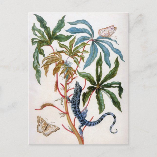 unknown title by Maria Sibylla Merian Postcard (Front)