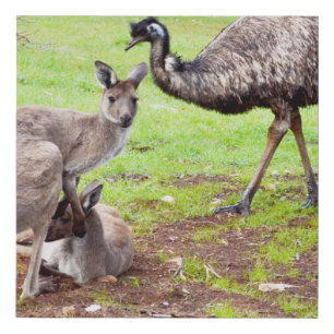 "Unlikely Pals: The Kangaroo and Emu Friendship" Faux Canvas Print