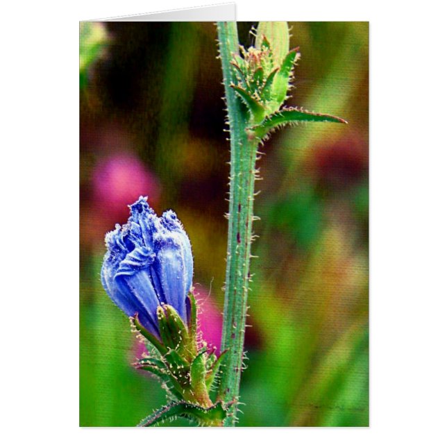 Unopened Chicory (Front)