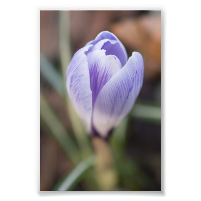Unopened Crocus Photo Print (Front)
