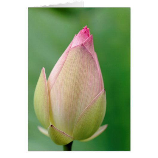Unopened Water Lily Bulb, Durban Botanical (Front)