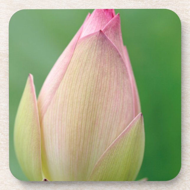 Unopened Water Lily Bulb, Durban Botanical Beverage Coaster (Front)