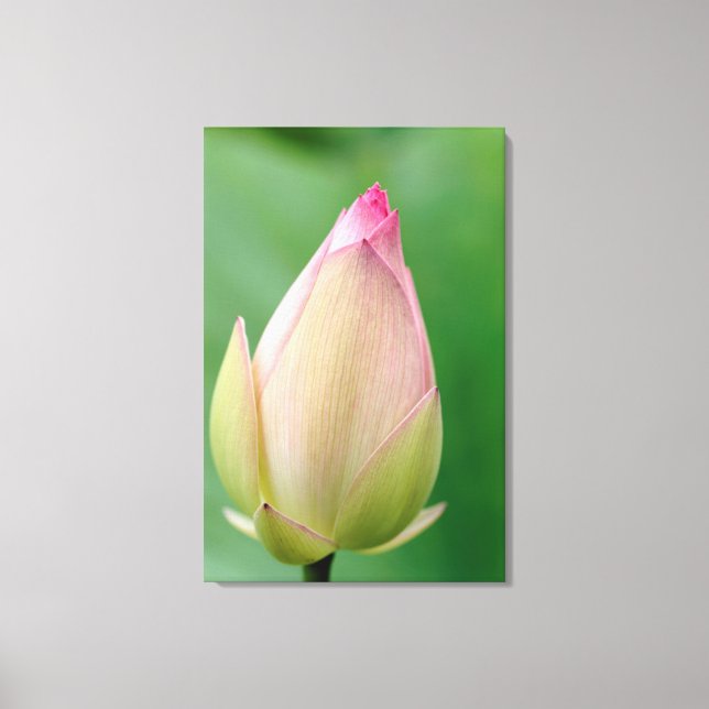 Unopened Water Lily Bulb, Durban Botanical Canvas Print (Front)