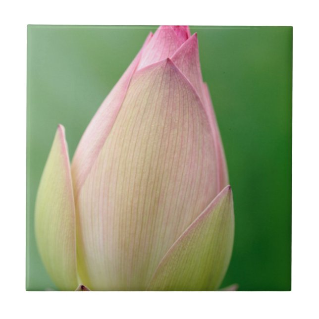 Unopened Water Lily Bulb, Durban Botanical Ceramic Tile (Front)