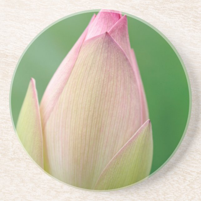 Unopened Water Lily Bulb, Durban Botanical Drink Coaster (Front)