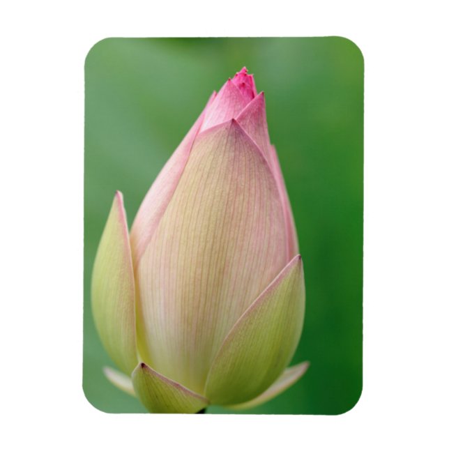 Unopened Water Lily Bulb, Durban Botanical Magnet (Vertical)