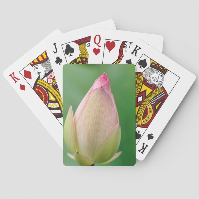 Unopened Water Lily Bulb, Durban Botanical Poker Cards (Back)