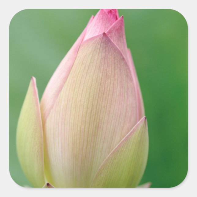 Unopened Water Lily Bulb, Durban Botanical Square Sticker (Front)