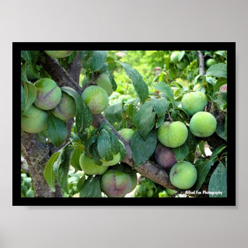 Unripened Purple Plums Poster