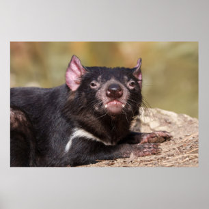 Untamed Spirit Tasmanian Devil Poster
