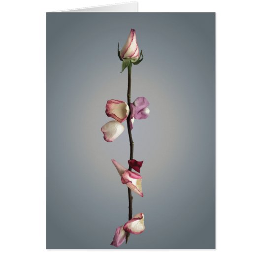 Until the last petal... cards (Front)
