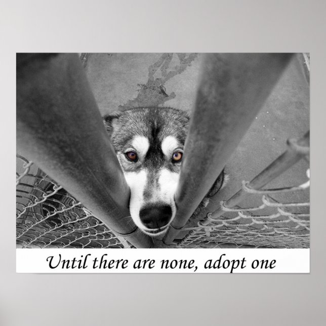 Until there are none, adopt one poster (Front)