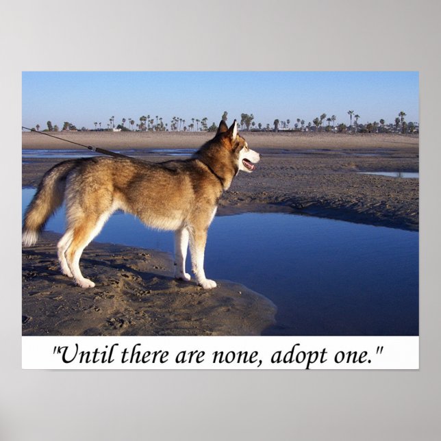 Until there are none, adopt one poster (Front)