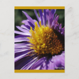 Untitled Aster Number 3 Postcard