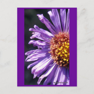 Untitled Aster Number 4 Postcard