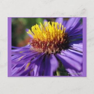 Untitled Aster Number 6 Postcard