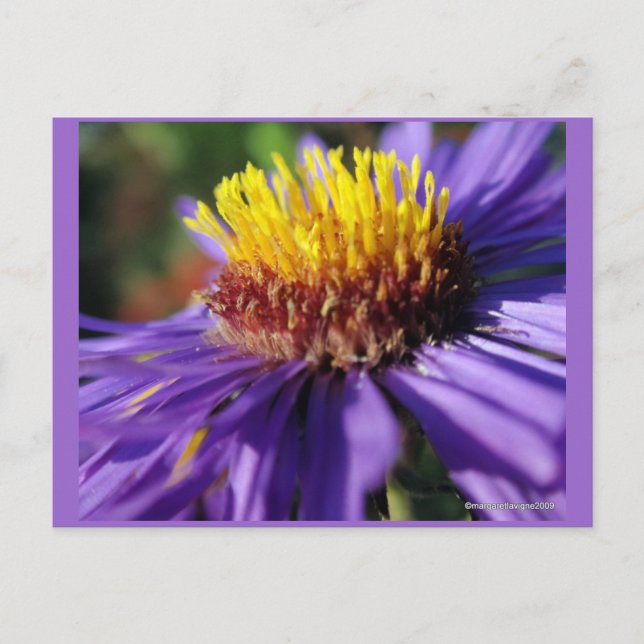 Untitled Aster Number 6 Postcard (Front)