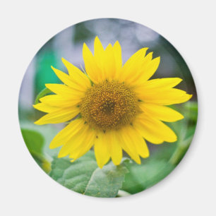 Untitled Magnet