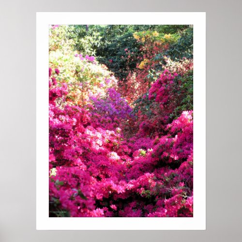 UNTITLED Rhododendron Floral Photography Poster