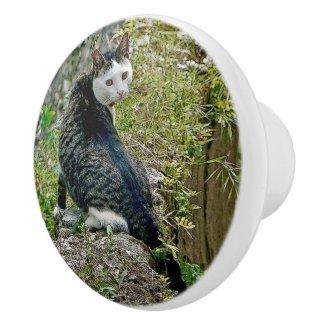Unusual Looking White-faced Cat Looking Over Shoul