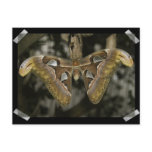 Unusual Moth Postcard