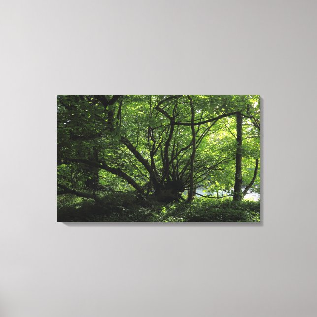 Unusual Tree, Bute Park, Cardiff, Wales Canvas Print (Front)