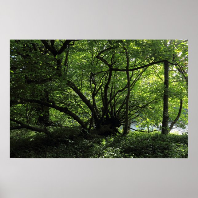 Unusual Tree, Bute Park, Cardiff, Wales Poster (Front)