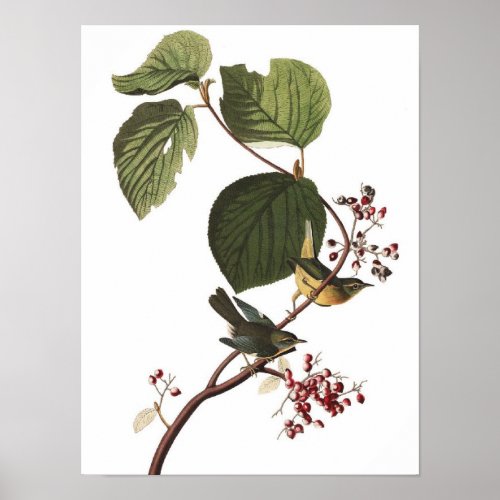 Unusual Vintage Audubon Warbler Poster Print