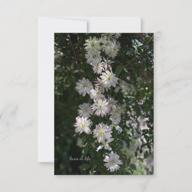 Unusual While Clematis Note Card (Front)